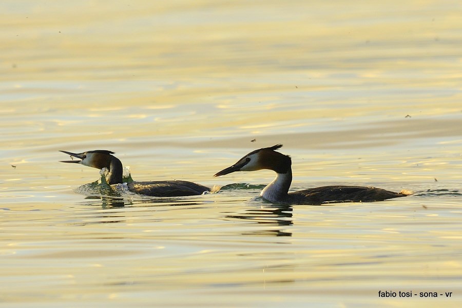 Lo svasso si ciber� anche di pesce,forse, .....